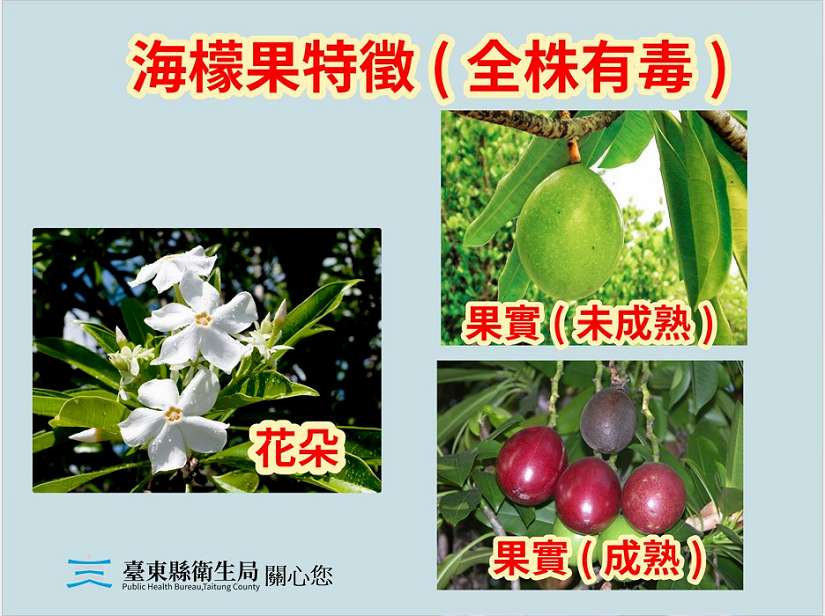 海檬果似芒果、百香果 臺東縣衛生局籲民眾果實含劇毒勿誤食