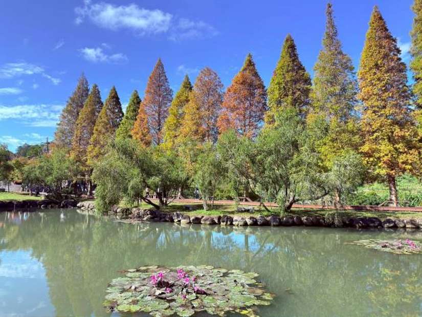 寒流催色落羽松轉紅 竹縣精選五大賞落羽松秘境迎冬日浪漫