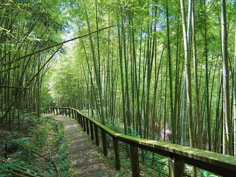 3月紫藤花季即將登場，邀民眾體驗山城慢旅　