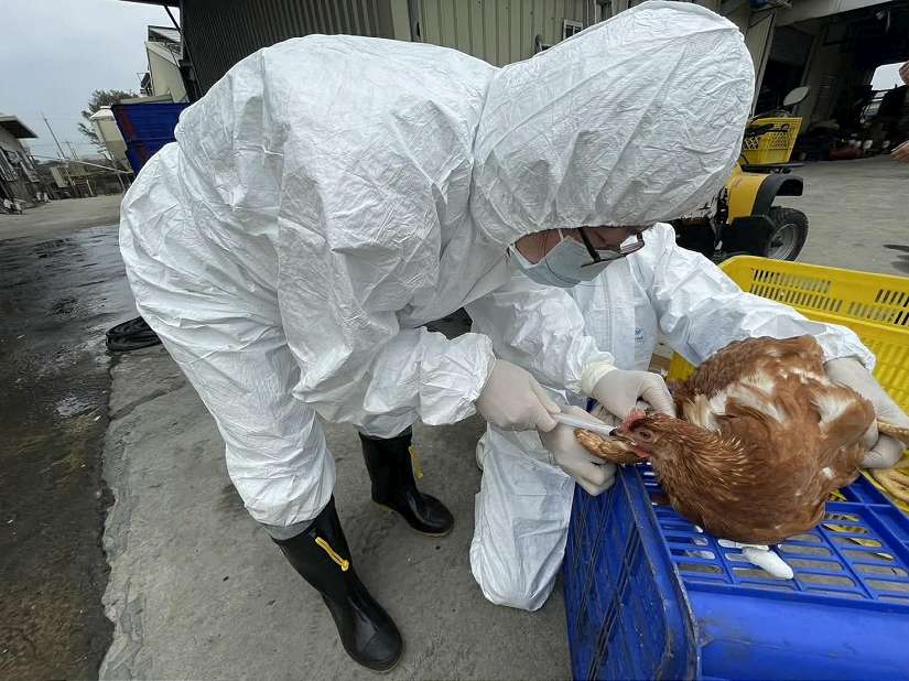 龍棄置雞屍檢出H5N1　縣長指示嚴查行為人以最高罰則重罰100萬
