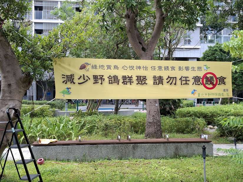 民眾任意餵食造成鴿子群聚 動保處今(115)年已規劃於群聚熱點宣導不餵食