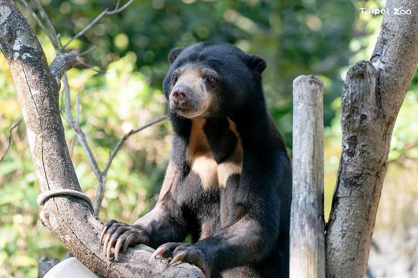 馬來熊將啟程旅日 抓緊時間來雨林區拜訪