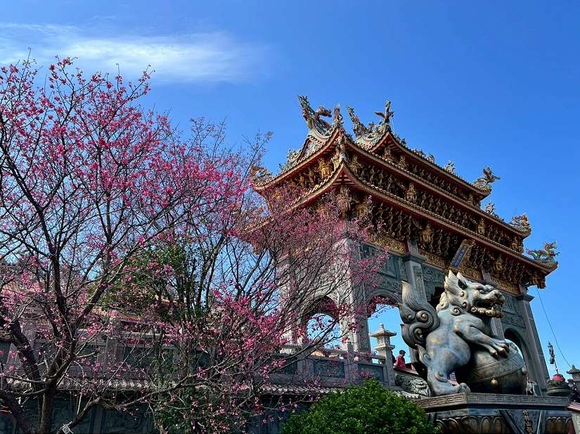 春暖花開迎好運　林口竹林山寺賞櫻祈福一次滿足