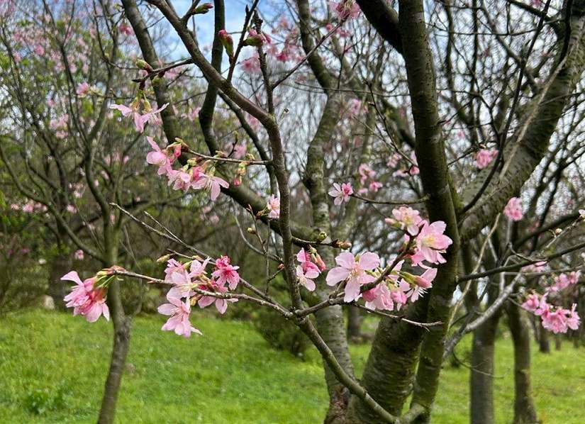 別等到花兒都謝了 陽明山花季即將倒數計時　