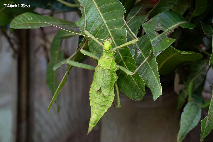 偽裝擬態、尖刺防衛 竹節蟲保命本領大公開