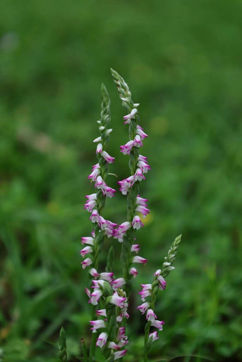 清明時節限定美景 山水綠公園現蹤「會旋轉的花」綬草