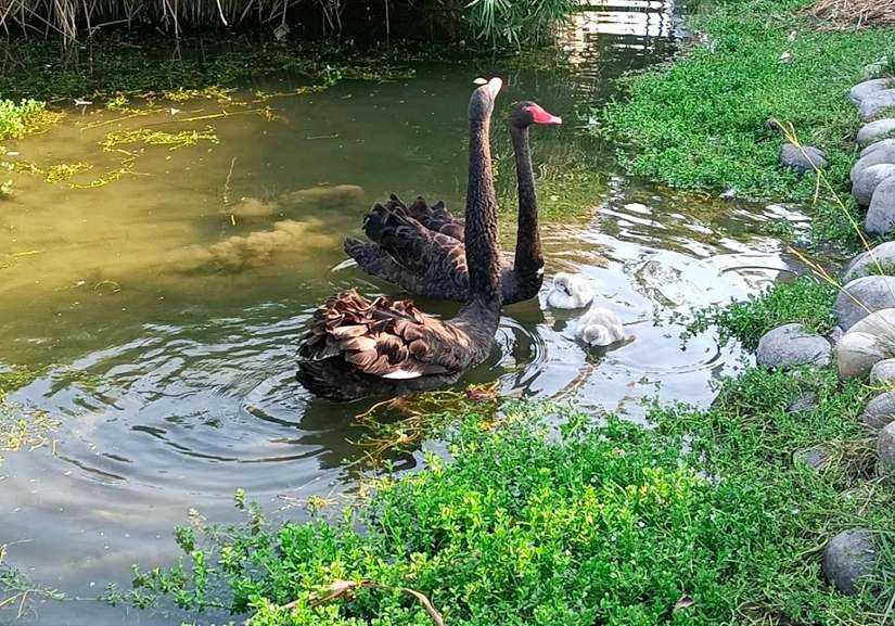 台中后里環保公園蓮花盛開 嬌客黑天鵝神秘登場