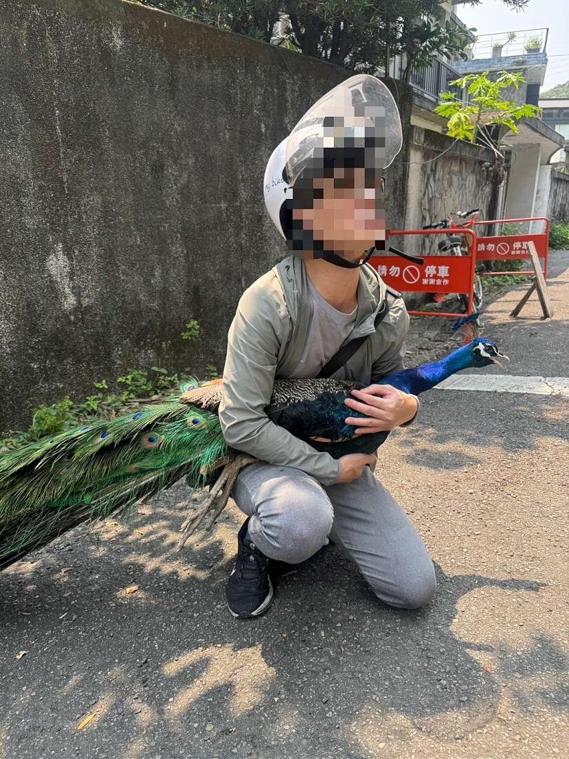 孔雀出遊逛大街趴趴走 北投警民抱緊處理
