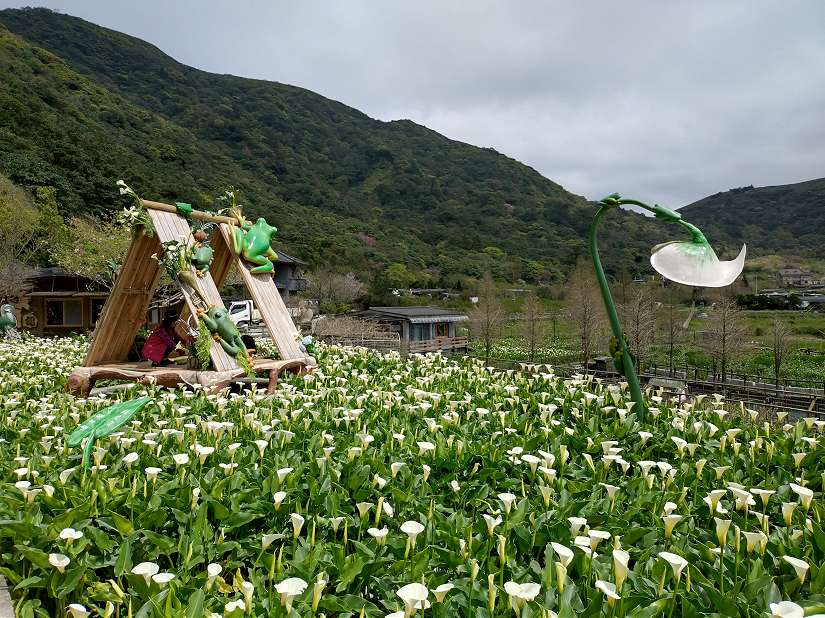把握最後二週海芋盛開花期 相遇純潔浪漫美景