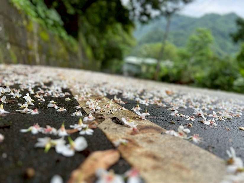 2026石碇桐花祭繽紛登場！數位轉型再升級：逛市集掃「新北幣」現領100元現折優惠