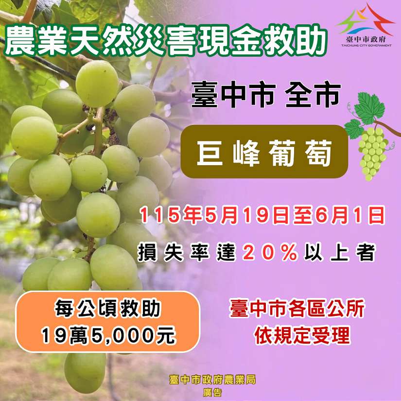 中市巨峰葡萄豪雨受損 農業局籲6/1前申請現金救助