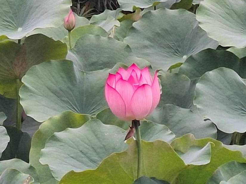 晨露映荷香 北投公園夏景如畫