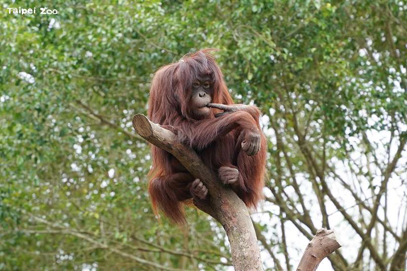 北市立動物園歲修 6月22日至7月1日不對外開放