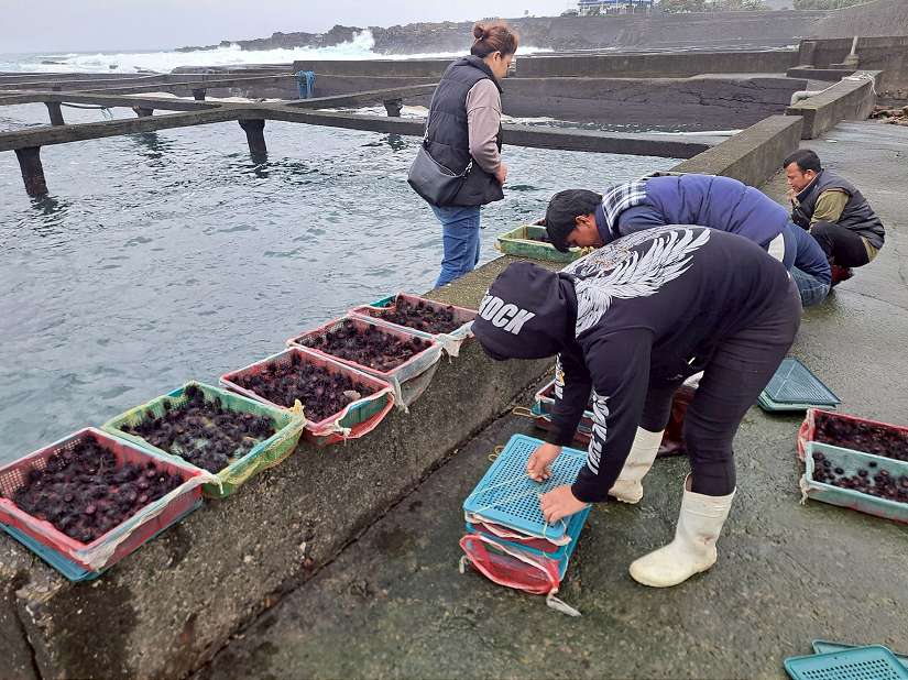 品味東北角海洋珍饈 當季紫海膽正鮮甜